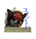 ヒラ家のイッヌ-ラブ-（個別スタンプ：7）