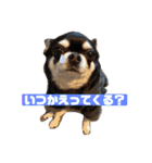 ヒラ家のイッヌ-ラブ-（個別スタンプ：8）