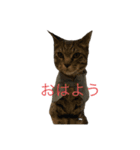 茶トラのはっぴーちゃん（個別スタンプ：1）