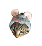 茶トラのはっぴーちゃん（個別スタンプ：6）