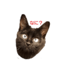 kiki,No.1（個別スタンプ：1）