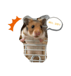びーとるの日常（個別スタンプ：1）