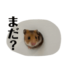 びーとるの日常（個別スタンプ：7）