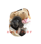 トイプーRとインコのチューちゃん（個別スタンプ：1）