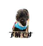 トイプーRとインコのチューちゃん（個別スタンプ：7）