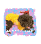 トイプーRとインコのチューちゃん（個別スタンプ：8）