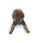 トイプーRとインコのチューちゃん（個別スタンプ：9）