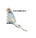 トイプーRとインコのチューちゃん（個別スタンプ：12）