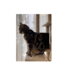 日々の会話に〜猫スタンプ〜（個別スタンプ：1）