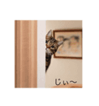 日々の会話に〜猫スタンプ〜（個別スタンプ：3）