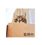 日々の会話に〜猫スタンプ〜（個別スタンプ：4）