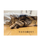 日々の会話に〜猫スタンプ〜（個別スタンプ：6）