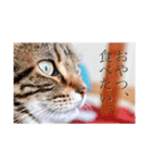 日々の会話に〜猫スタンプ〜（個別スタンプ：8）