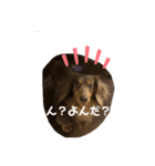 ダックスと暮らす毎日（個別スタンプ：3）