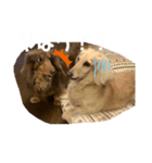 ダックスと暮らす毎日（個別スタンプ：4）