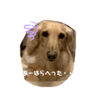 ダックスと暮らす毎日（個別スタンプ：5）