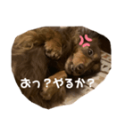 ダックスと暮らす毎日（個別スタンプ：6）