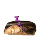 ダックスと暮らす毎日（個別スタンプ：8）
