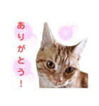 ネコアメショースタンプ（個別スタンプ：1）