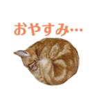 ネコアメショースタンプ（個別スタンプ：3）