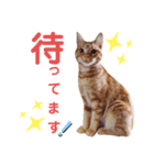 ネコアメショースタンプ（個別スタンプ：5）