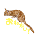 ネコアメショースタンプ（個別スタンプ：7）