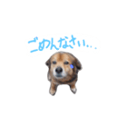 ひばたんだお・改（個別スタンプ：3）