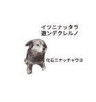 ひばたんだお・改（個別スタンプ：5）