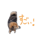 ひばたんだお・改（個別スタンプ：6）