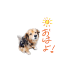 ひばたんだお・改（個別スタンプ：9）