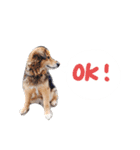 ひばたんだお・改（個別スタンプ：10）