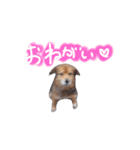 ひばたんだお・改（個別スタンプ：15）