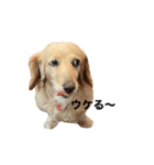 ダックスすたんぷ！（個別スタンプ：8）