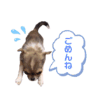 チワワの胡桃ちゃん②（個別スタンプ：15）