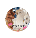 クリンちゃん ＆ ミントちゃん   パート①（個別スタンプ：10）