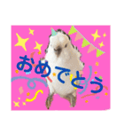 クリンちゃん ＆ ミントちゃん   パート①（個別スタンプ：11）