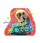 クリンちゃん ＆ ミントちゃん   パート①（個別スタンプ：12）