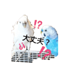 クリンちゃん ＆ ミントちゃん   パート①（個別スタンプ：21）