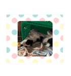 ボーダーコリー ケロレオ5（個別スタンプ：9）