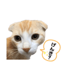 We love むーちゃん(子猫編)（個別スタンプ：1）