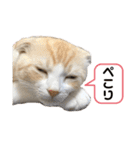 We love むーちゃん(子猫編)（個別スタンプ：3）