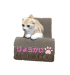 We love むーちゃん(子猫編)（個別スタンプ：7）