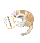 We love むーちゃん(子猫編)（個別スタンプ：9）