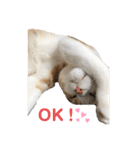 We love むーちゃん(子猫編)（個別スタンプ：10）