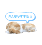 We love むーちゃん(子猫編)（個別スタンプ：12）