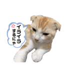 We love むーちゃん(子猫編)（個別スタンプ：14）