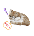 We love むーちゃん(子猫編)（個別スタンプ：16）