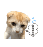 We love むーちゃん(子猫編)（個別スタンプ：17）