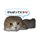 We love むーちゃん(子猫編)（個別スタンプ：19）