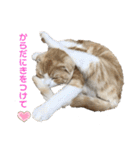 We love むーちゃん(子猫編)（個別スタンプ：20）